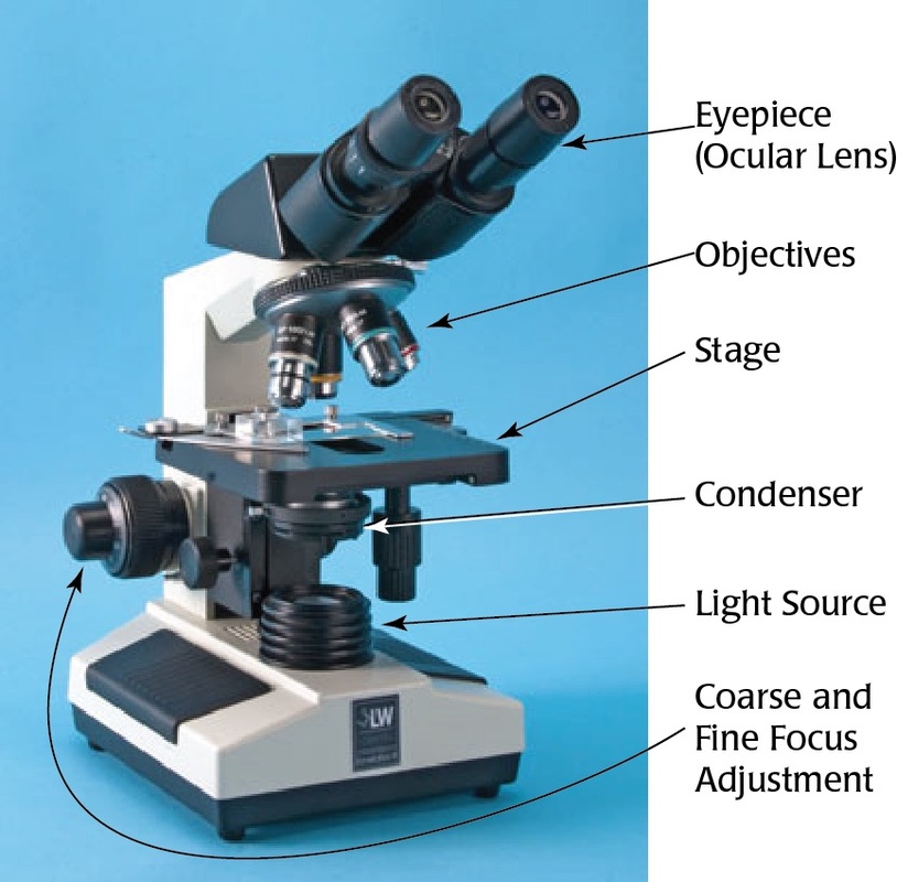 Xylem Cells and Microscope - Home